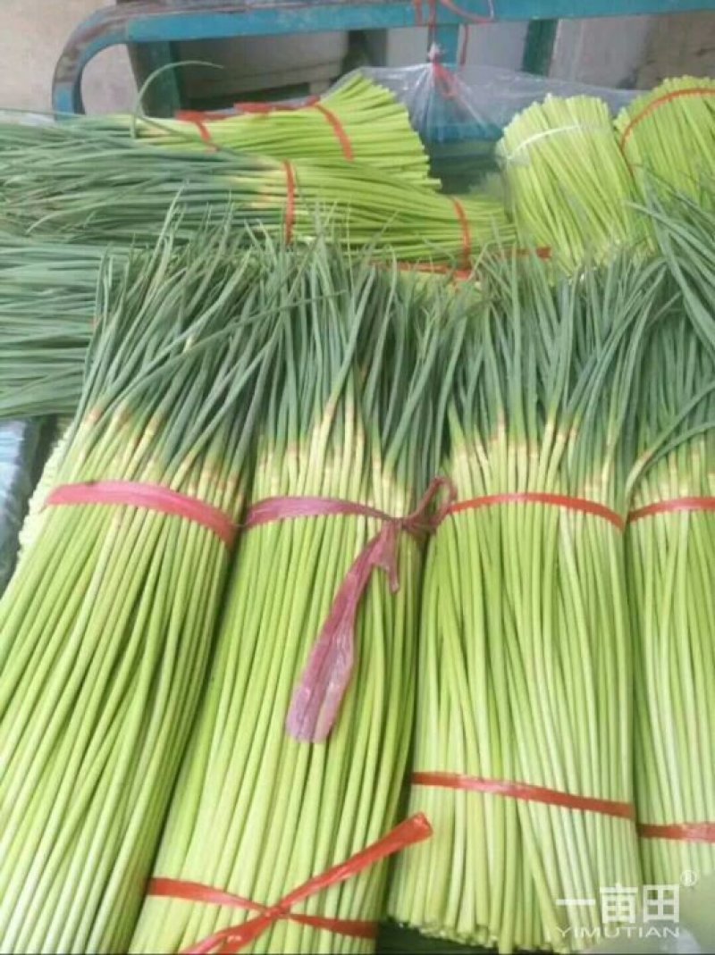 大量供应，蒜薹，可以走市厂，入冷库，