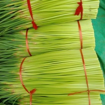 大量供应，蒜薹，可以走市厂，入冷库，