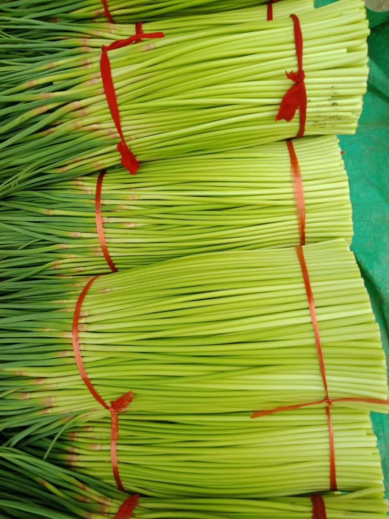 大量供应，蒜薹，可以走市厂，入冷库，