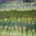 大量供应，蒜薹，可以走市厂，入冷库，
