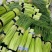 大量供应，蒜薹，可以走市厂，入冷库，