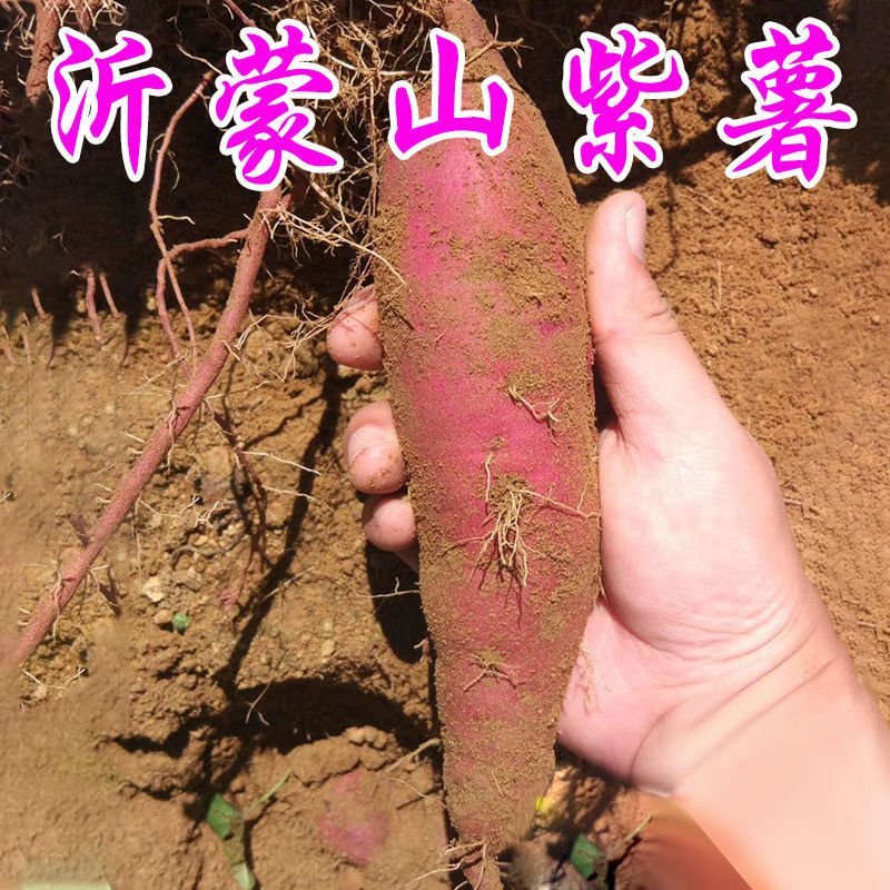 紫薯紫罗兰品种300吨现货批发山东临沂种植户