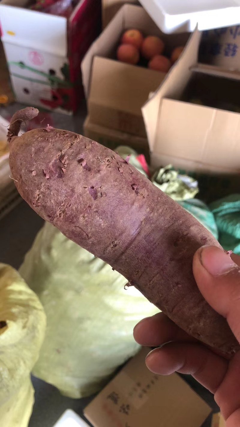 紫薯紫罗兰品种300吨现货批发山东临沂种植户
