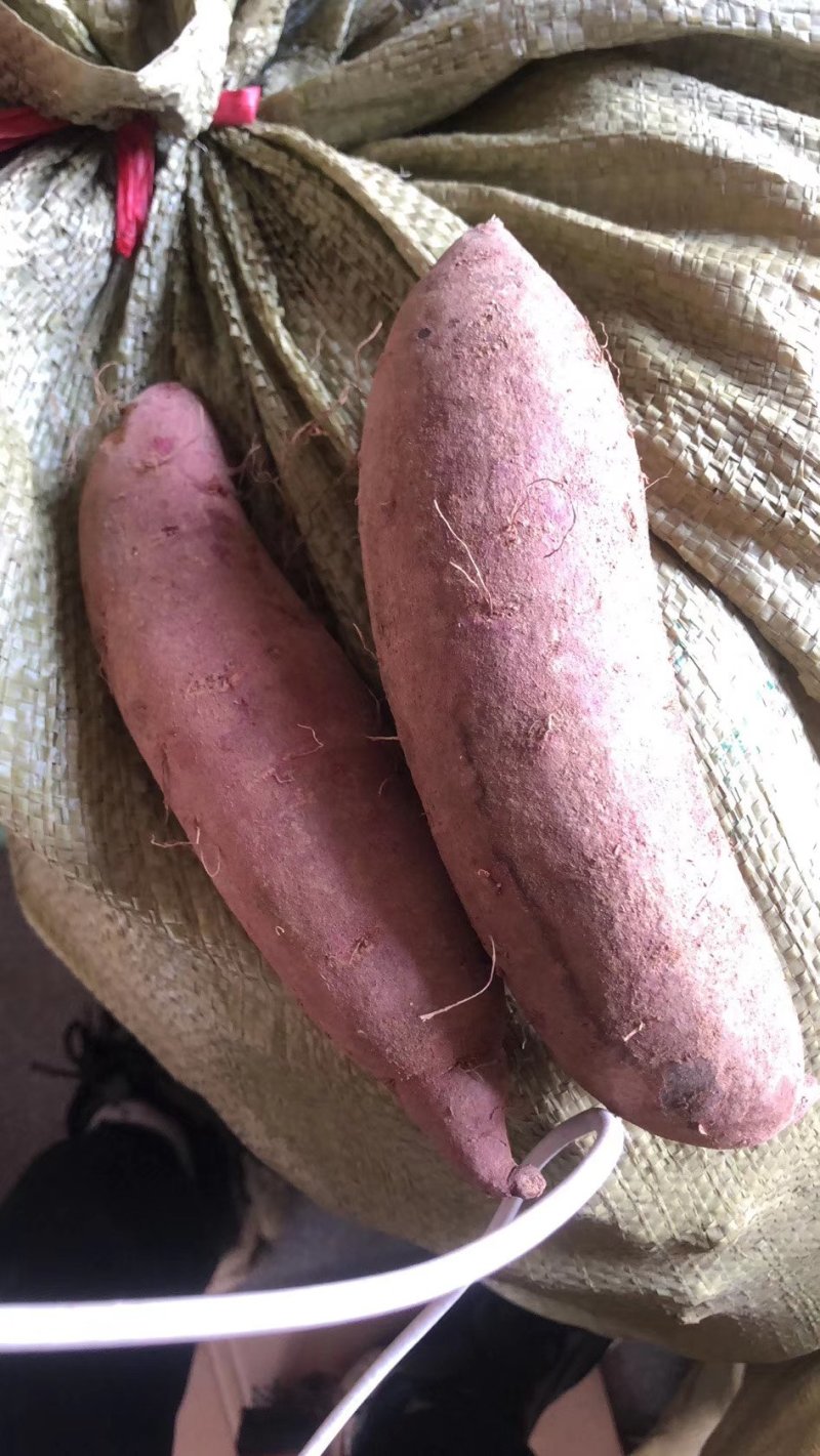 紫薯紫罗兰品种300吨现货批发山东临沂种植户