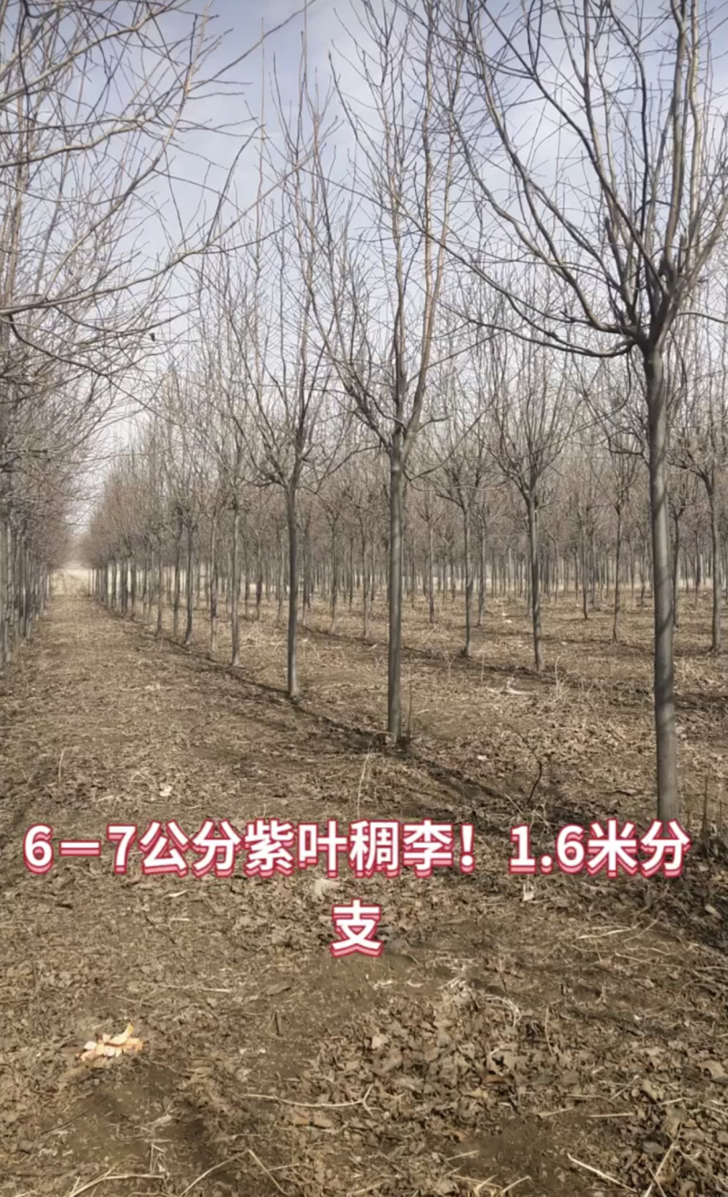紫叶稠李