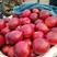 河北昌黎各种油桃大量上市本地油桃果型正口感甜皮毛亮品种佳