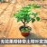 盆栽无花果带营养杯发货原土发货