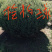 侩柏柏树