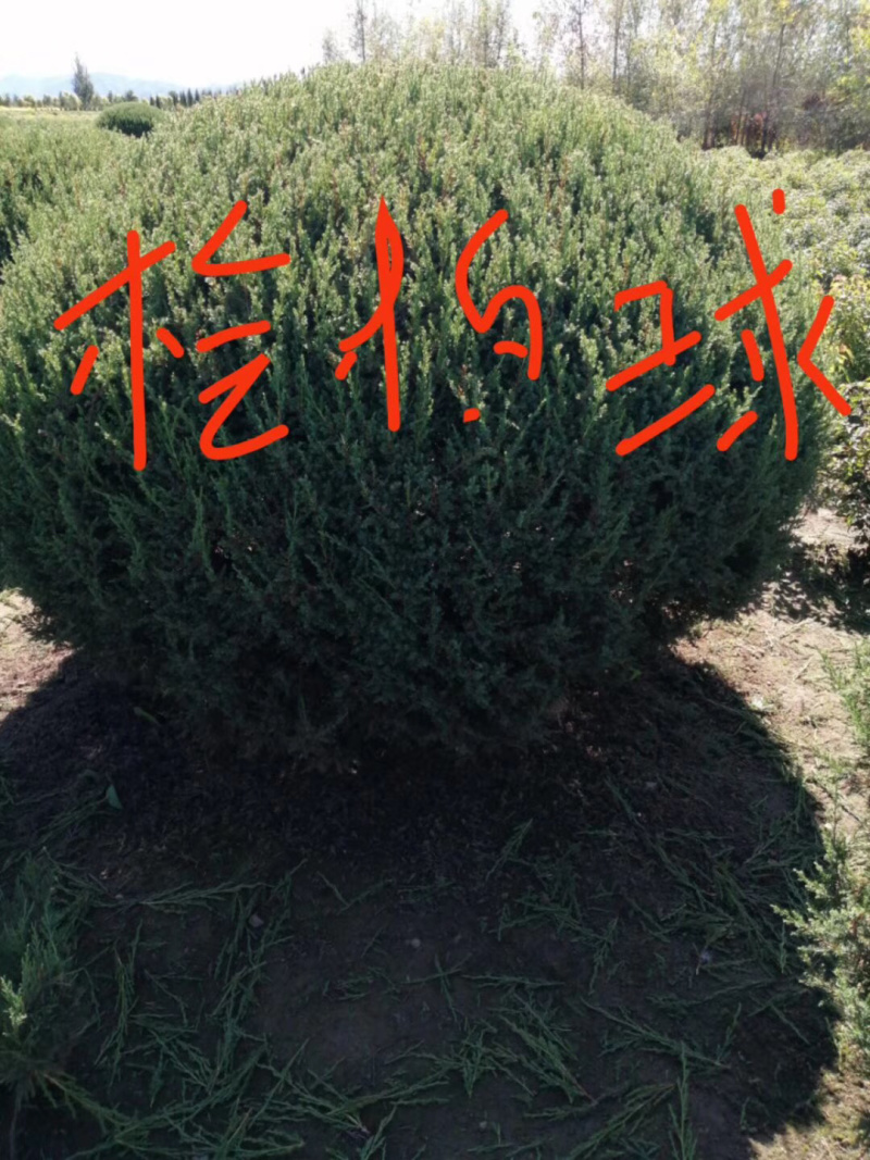 侩柏柏树