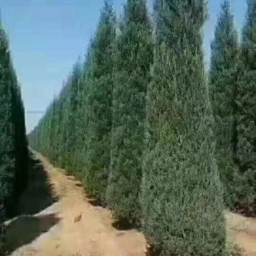 侩柏柏树