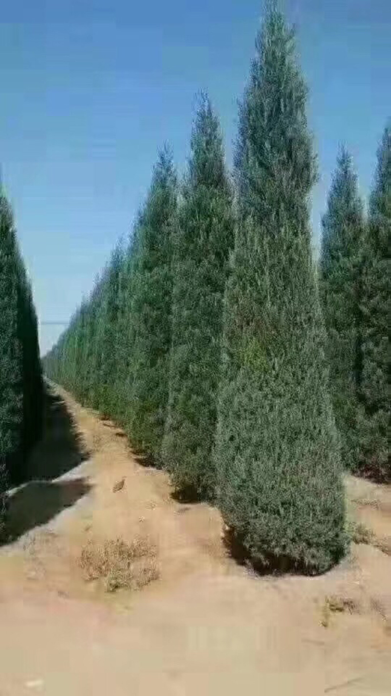 侩柏柏树