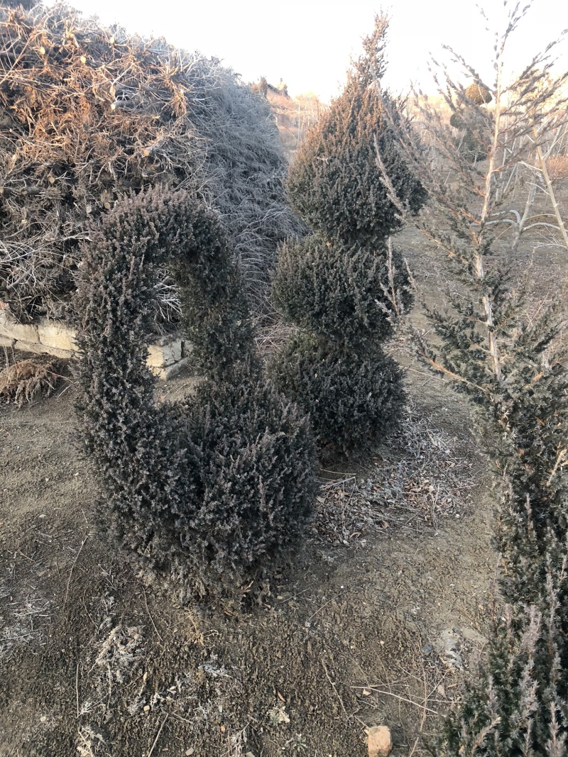 侩柏柏树