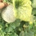 大量山东莘县供应鲁厚甜蜜瓜