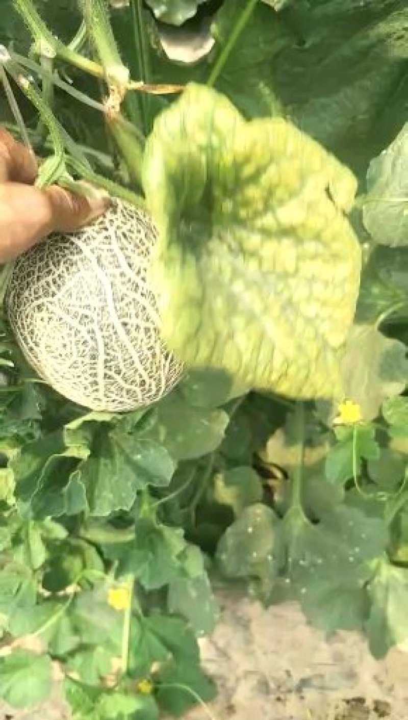 大量山东莘县供应鲁厚甜蜜瓜