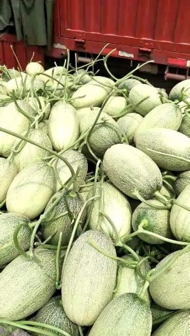 大量山东莘县供应鲁厚甜蜜瓜