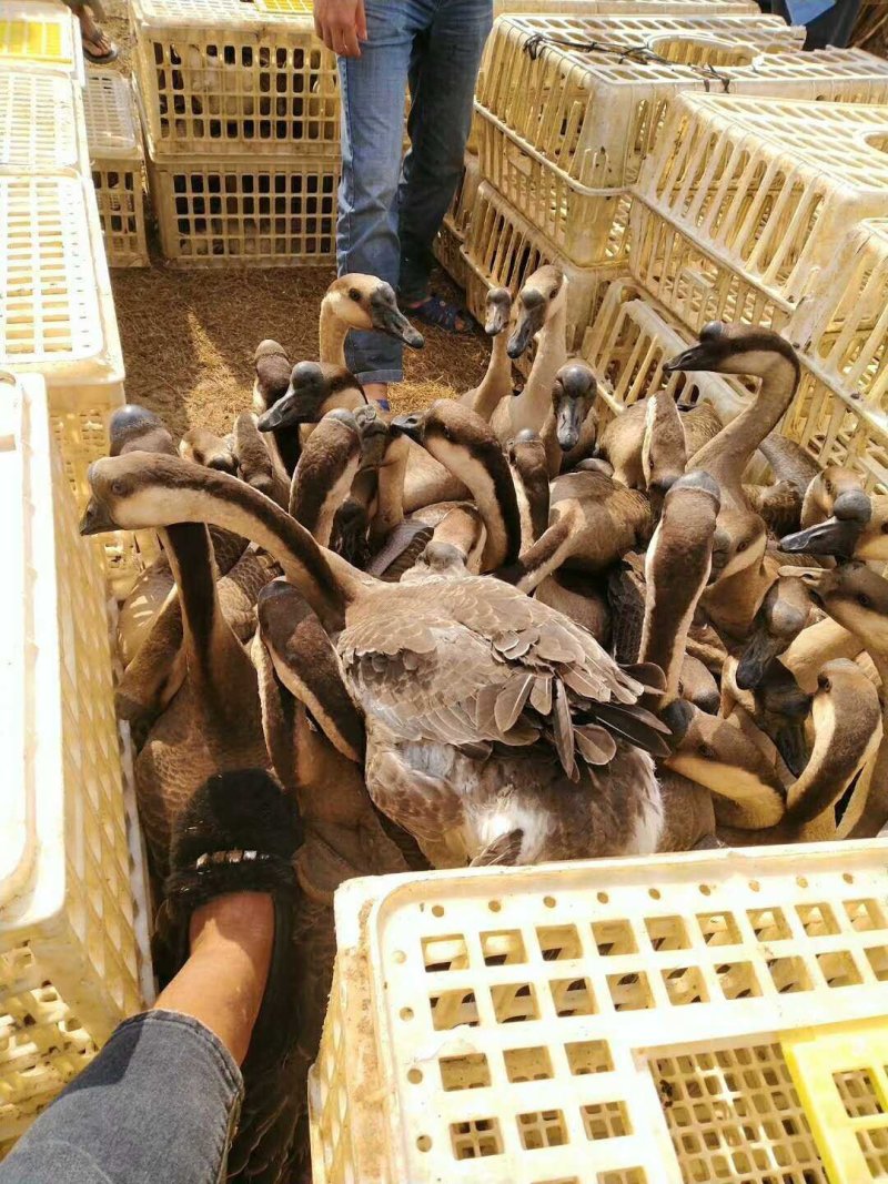 狮头鹅、郎德鹅、大三花、雁鹅鹅苗孵化批发量大从优