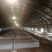 狮头鹅、郎德鹅、大三花、雁鹅鹅苗孵化批发量大从优