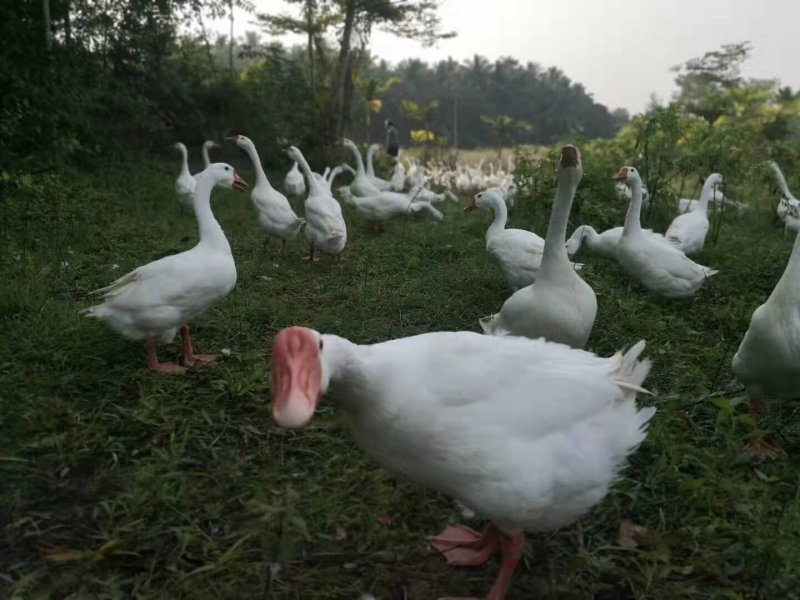 狮头鹅、郎德鹅、大三花、雁鹅鹅苗孵化批发量大从优