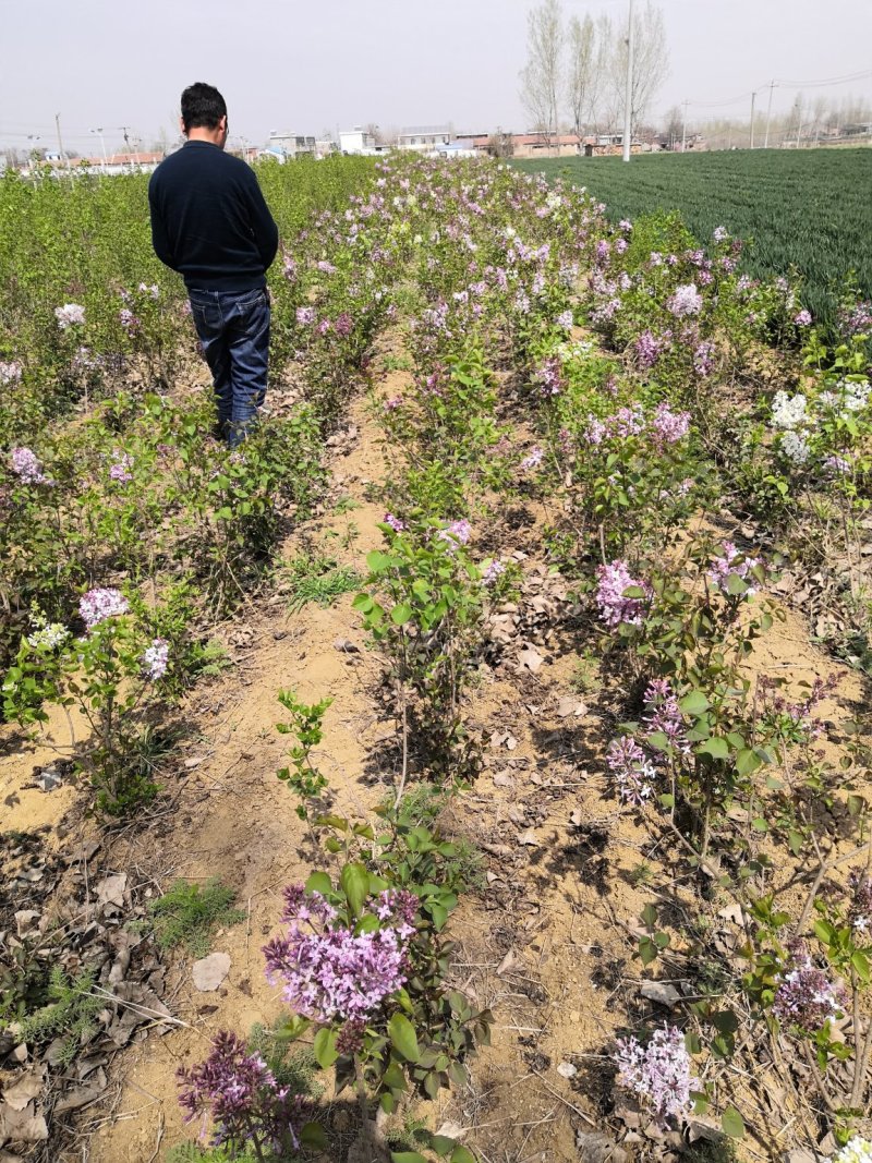 丁香树苗价格，1.5公分紫丁香树苗，爆马丁香树苗价格