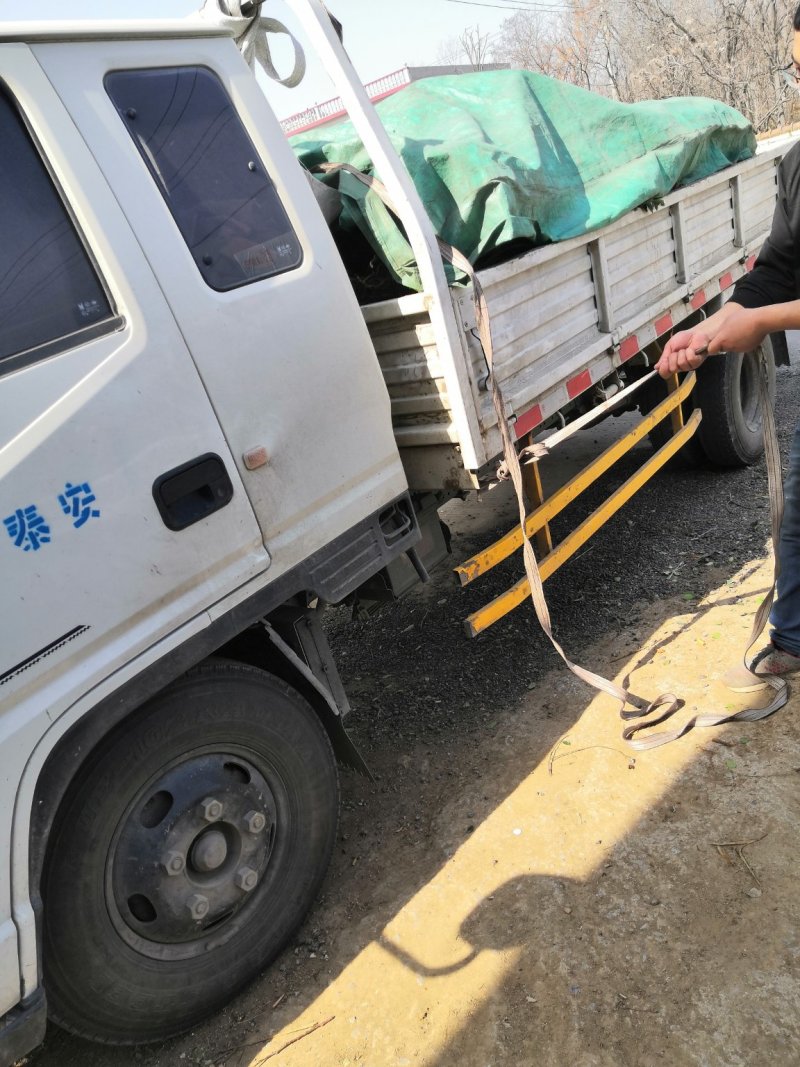 丁香树苗价格，1.5公分紫丁香树苗，爆马丁香树苗价格