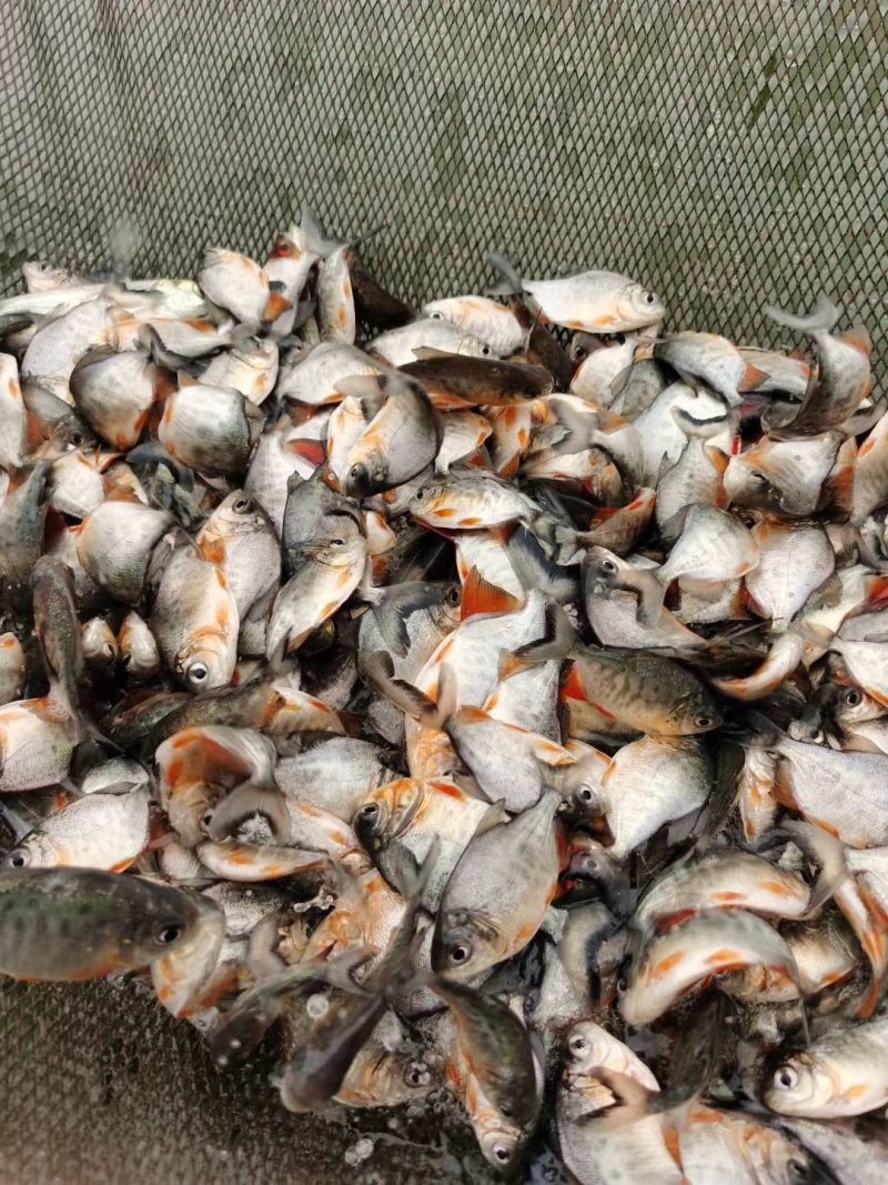 淡水白鲳鱼苗，红鲳鱼苗，鲳鱼苗，抗病毒苗适合各种养殖模式