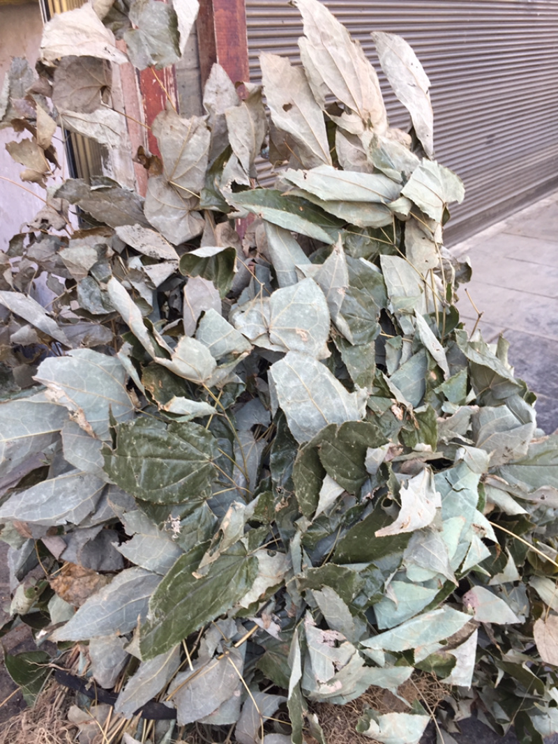 贵州野生淫羊藿，新货，量大从优