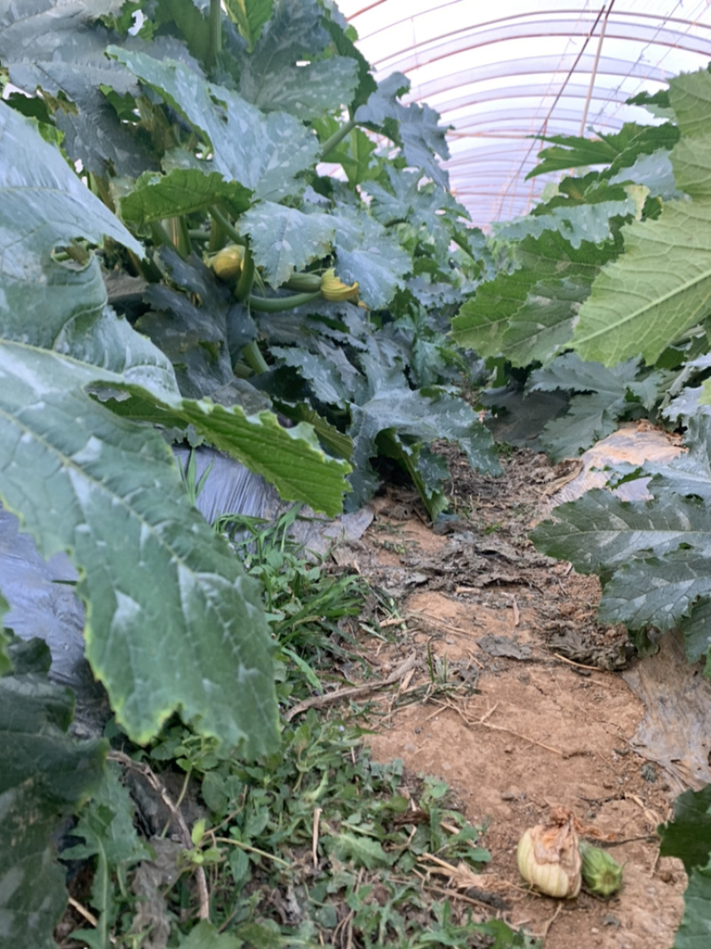 大棚自种基地西葫芦绿皮小瓜