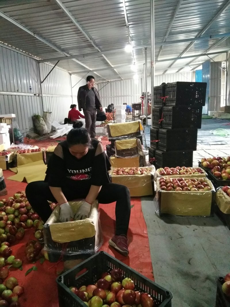 【现货直发】河北中油4号油桃量大价优可视频看货大量上市