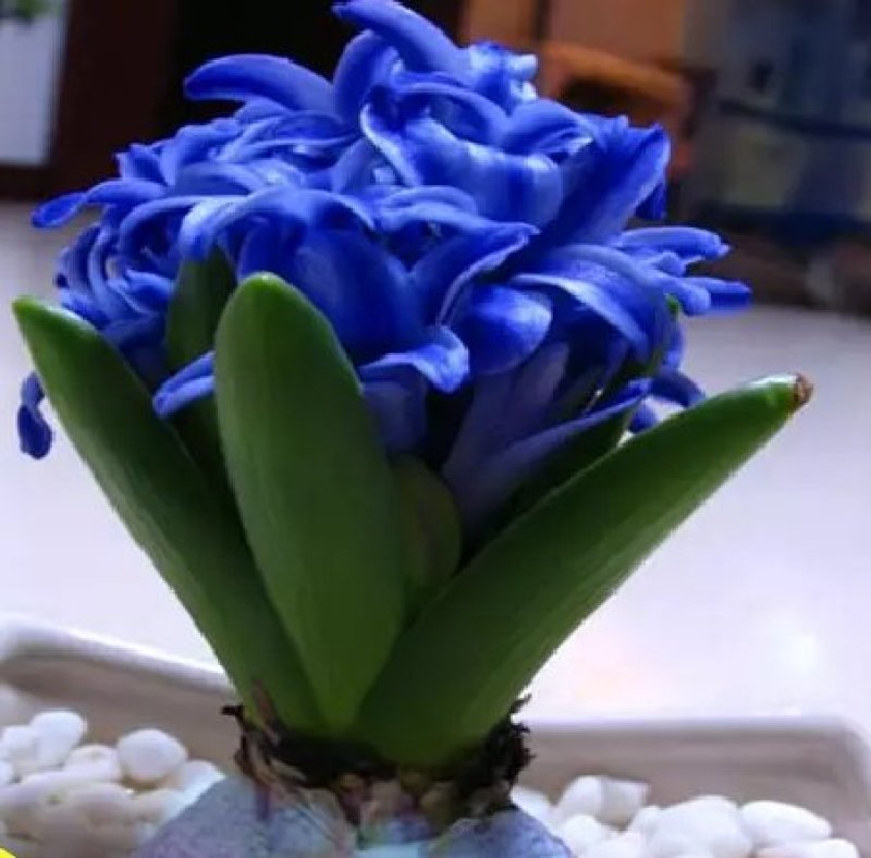 风信子种球洋水仙易活土培水培植物绿植花海盆栽室内外种