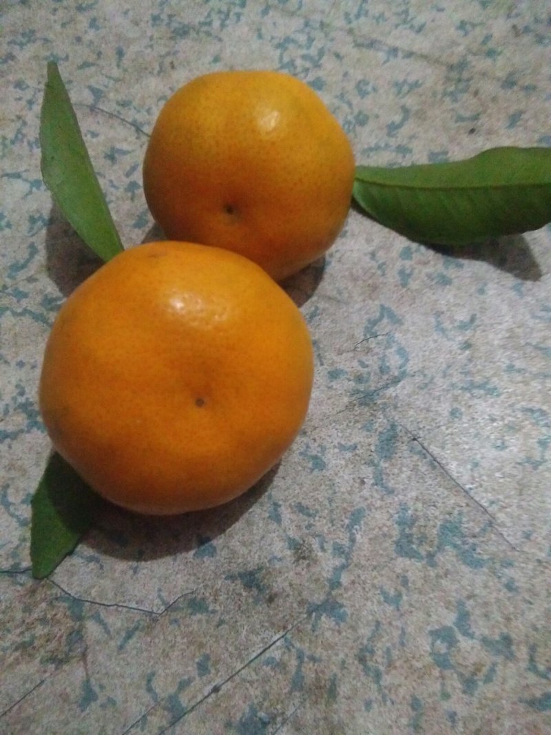 广西桂林全州马水桔，味甜，个大，色度红亮消渣，无病虫