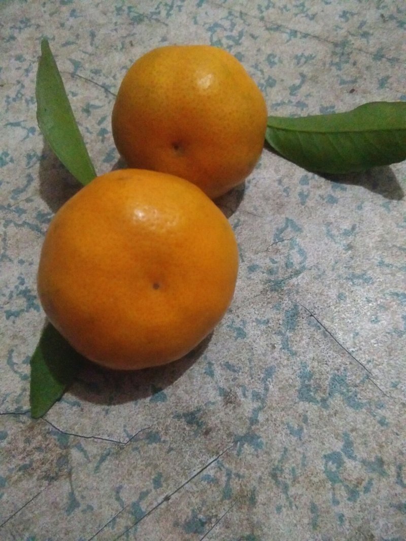 广西桂林全州马水桔，味甜，个大，色度红亮消渣，无病虫