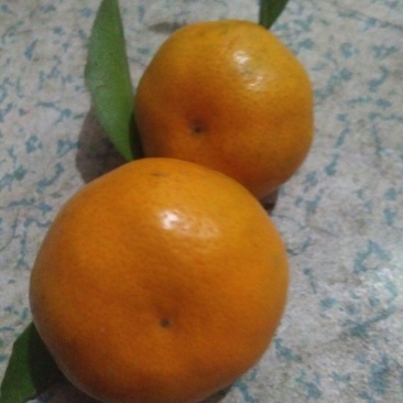 广西桂林全州马水桔，味甜，个大，色度红亮消渣，无病虫