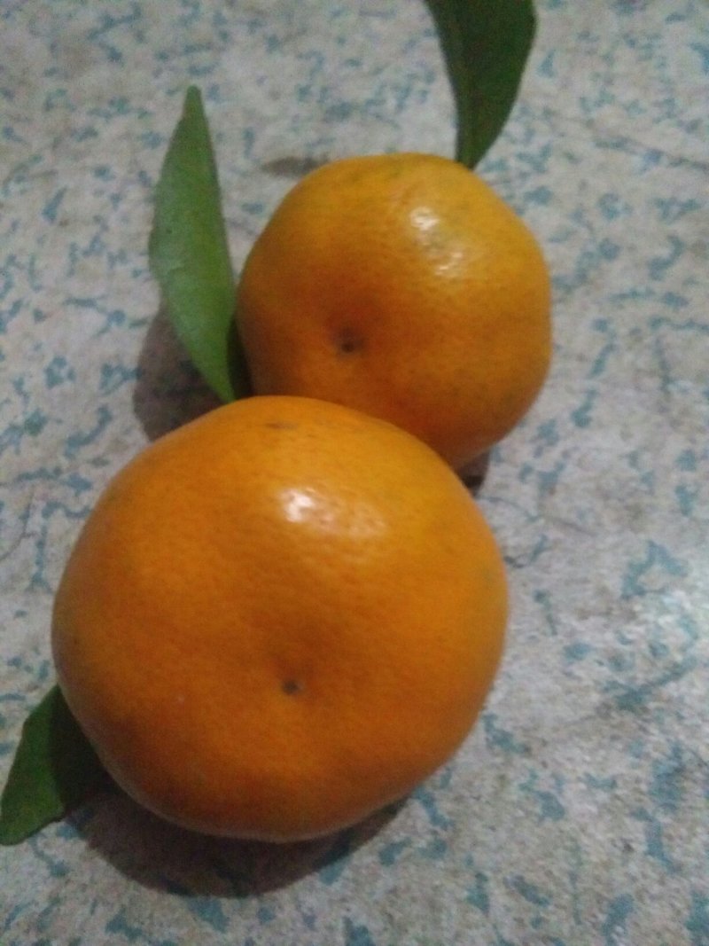 广西桂林全州马水桔，味甜，个大，色度红亮消渣，无病虫