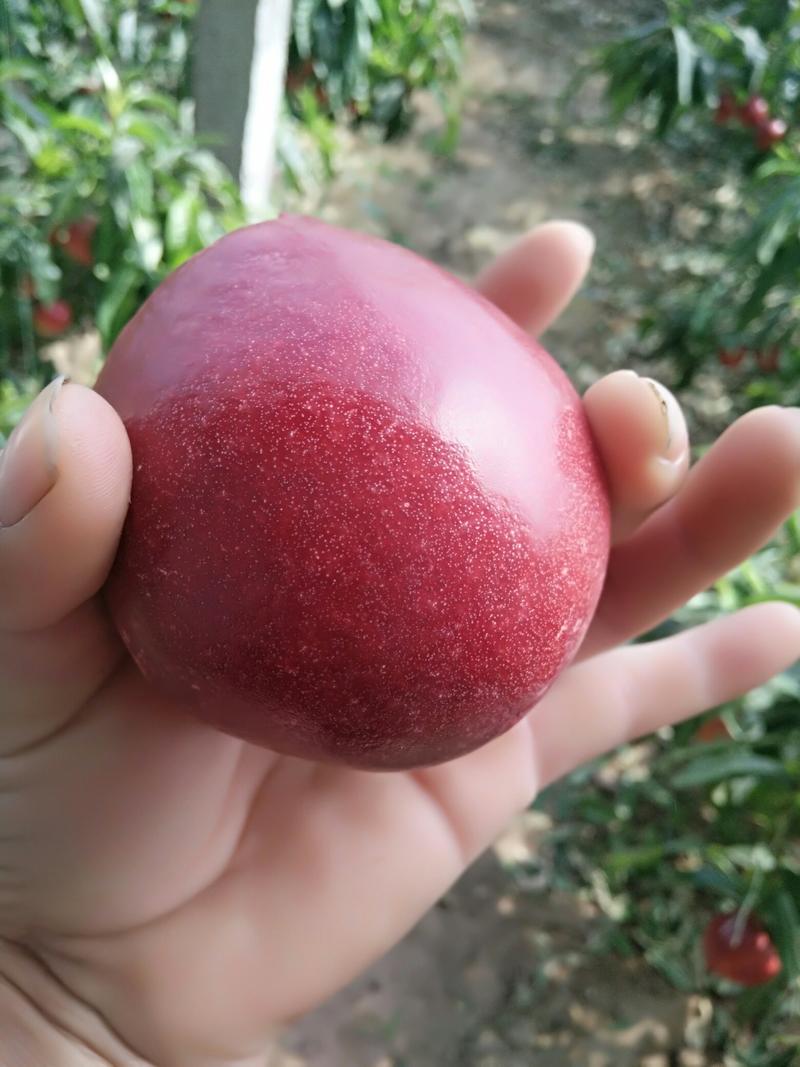 河北昌黎各种油桃大量上市本地油桃果型正口感甜皮毛亮品种佳