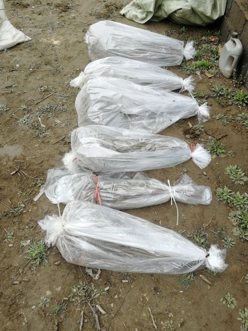 中熟油蟠桃苗个大不裂果基地发货保湿邮寄免费提供技术