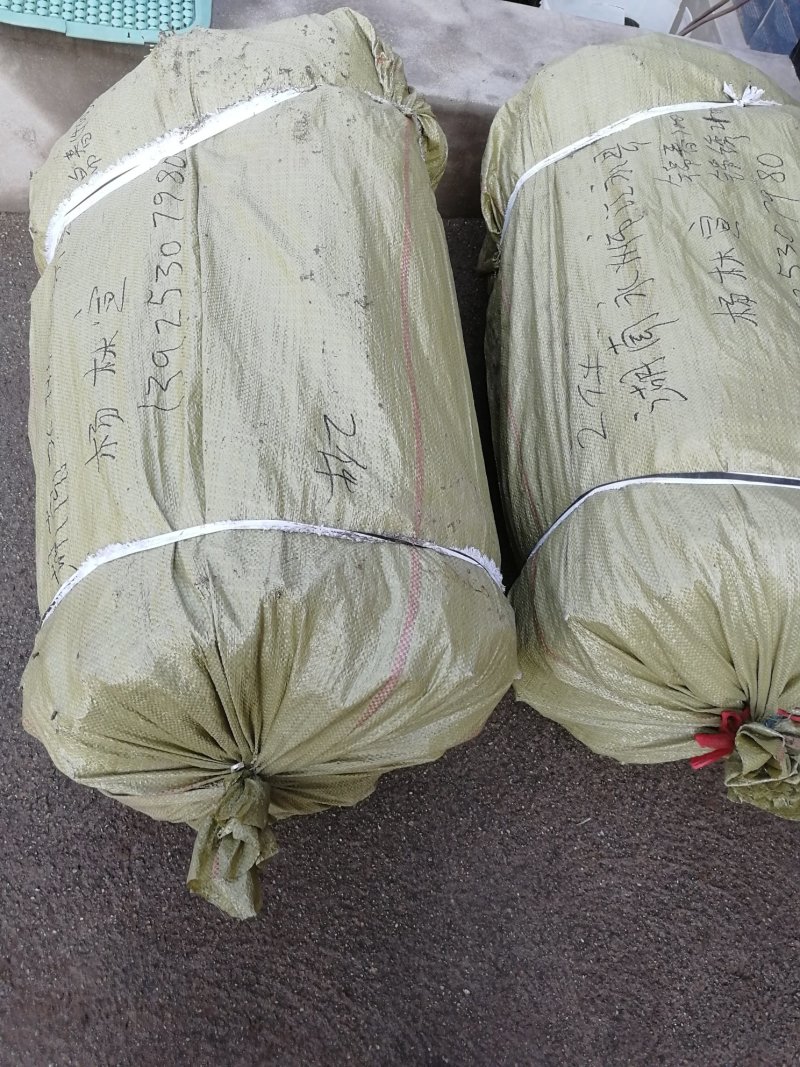 中熟油蟠桃苗个大不裂果基地发货保湿邮寄免费提供技术