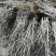 中熟油蟠桃苗个大不裂果基地发货保湿邮寄免费提供技术