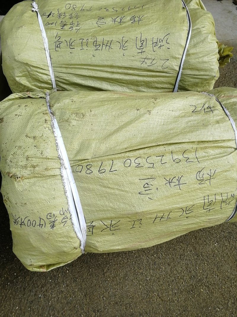 中熟油蟠桃苗个大不裂果基地发货保湿邮寄免费提供技术