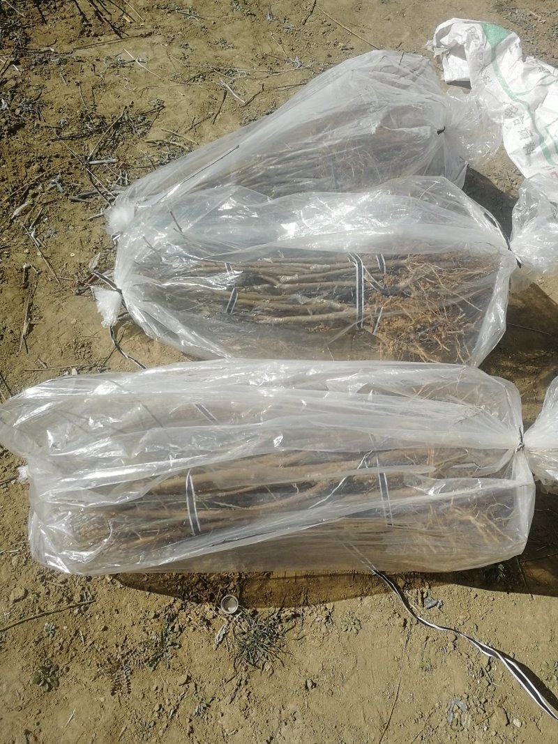 中熟油蟠桃苗个大不裂果基地发货保湿邮寄免费提供技术
