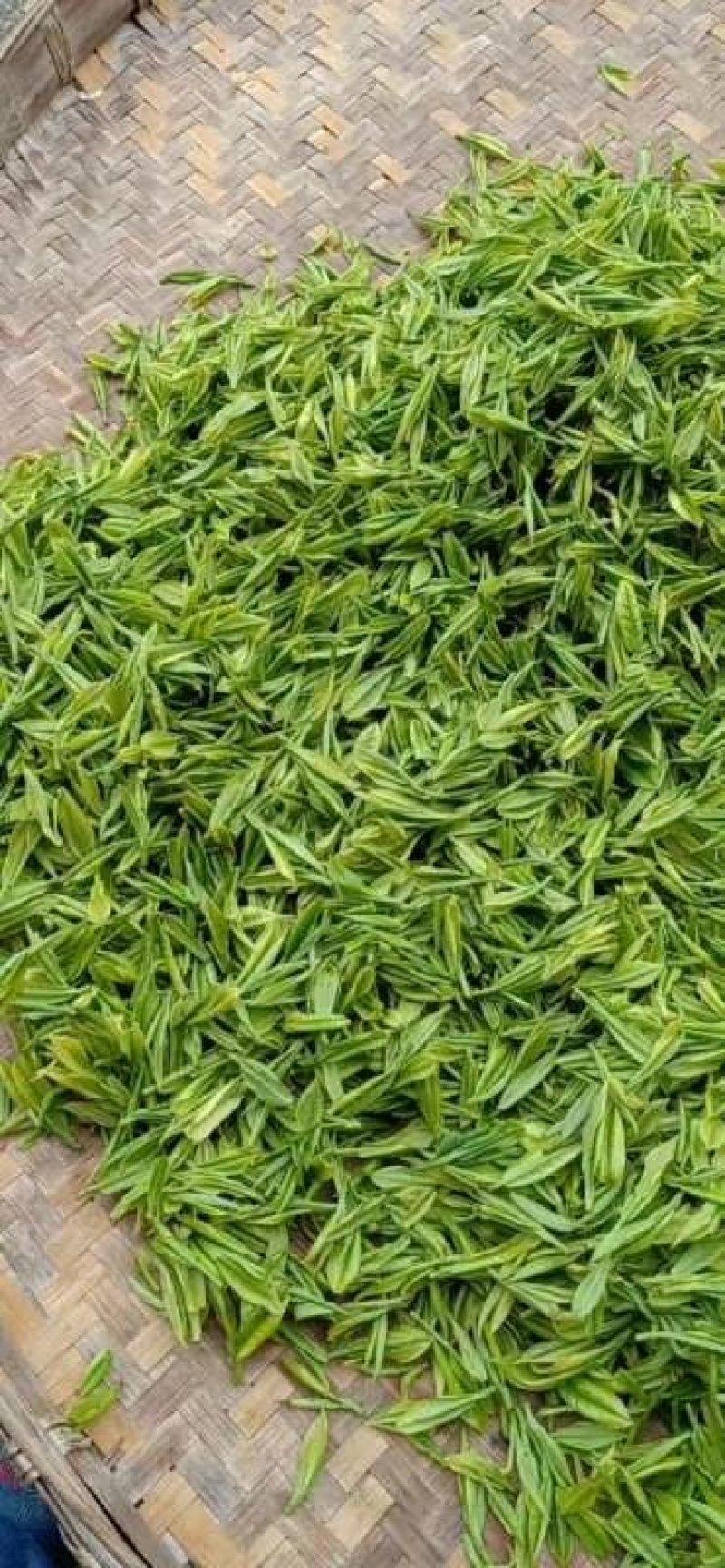 皖南清明前绿茶