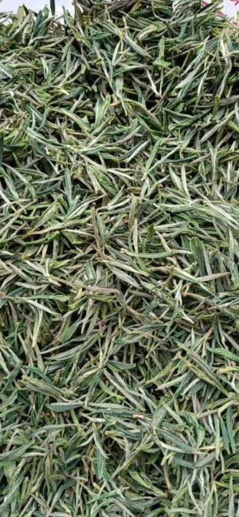 皖南清明前绿茶