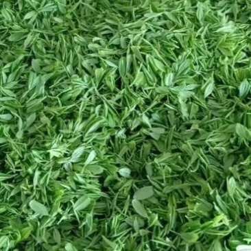 皖南清明前绿茶