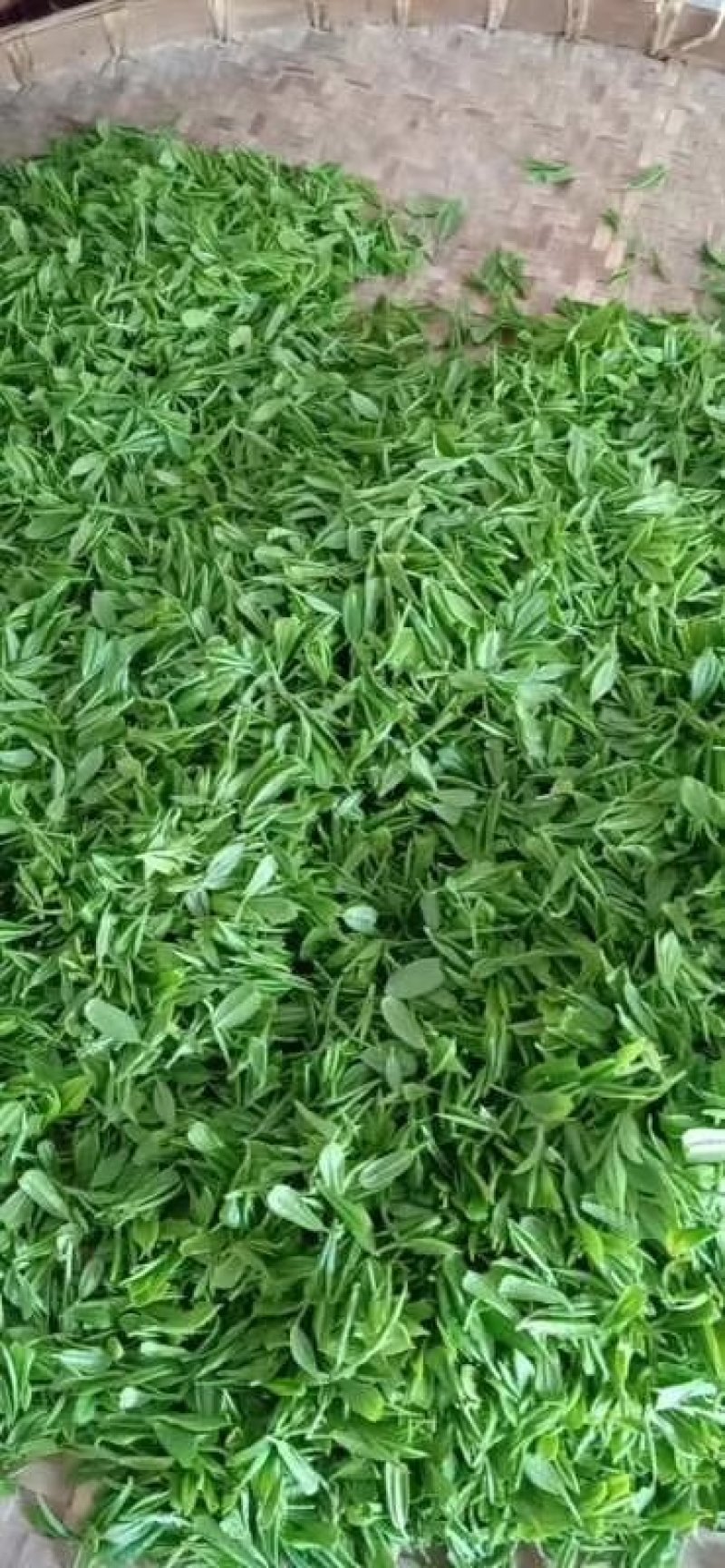 皖南清明前绿茶