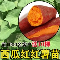 陕西杨凌脱毒红薯苗