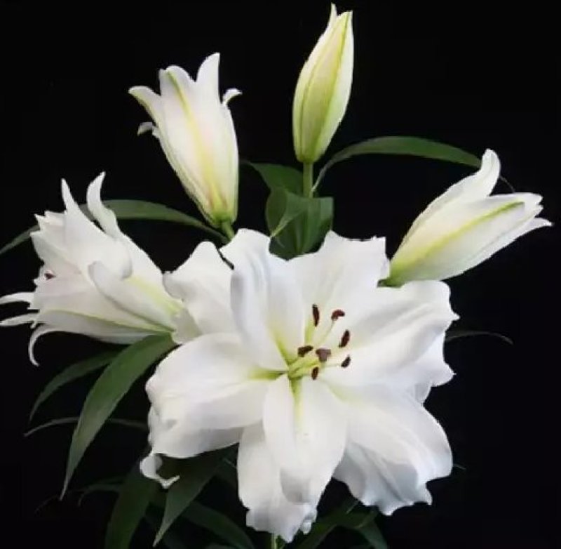 进口百合花种球重瓣进口百合四季种植花卉花海盆栽