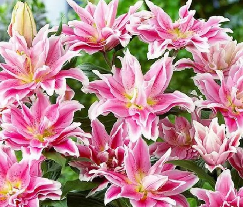 进口百合花种球重瓣进口百合四季种植花卉花海盆栽