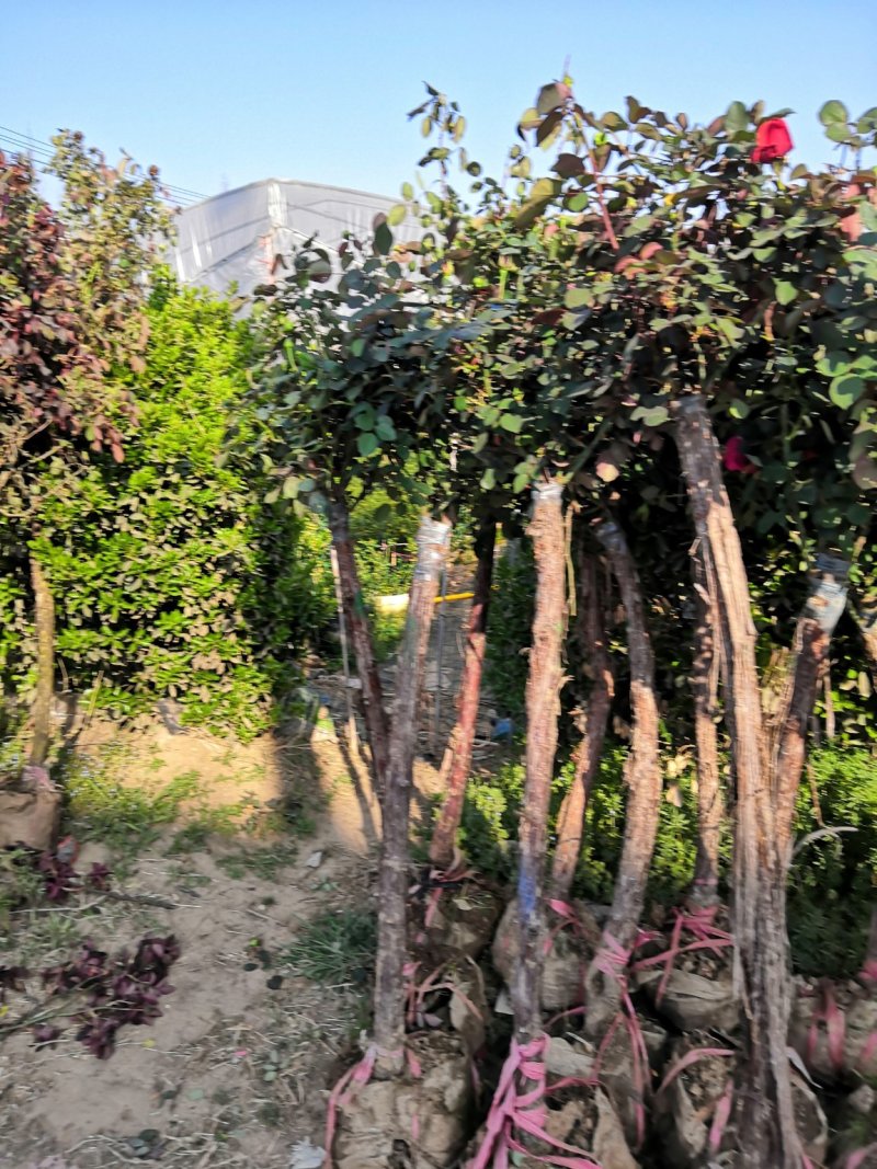 树桩月季多花月季蔷薇花，爬藤月季欧月