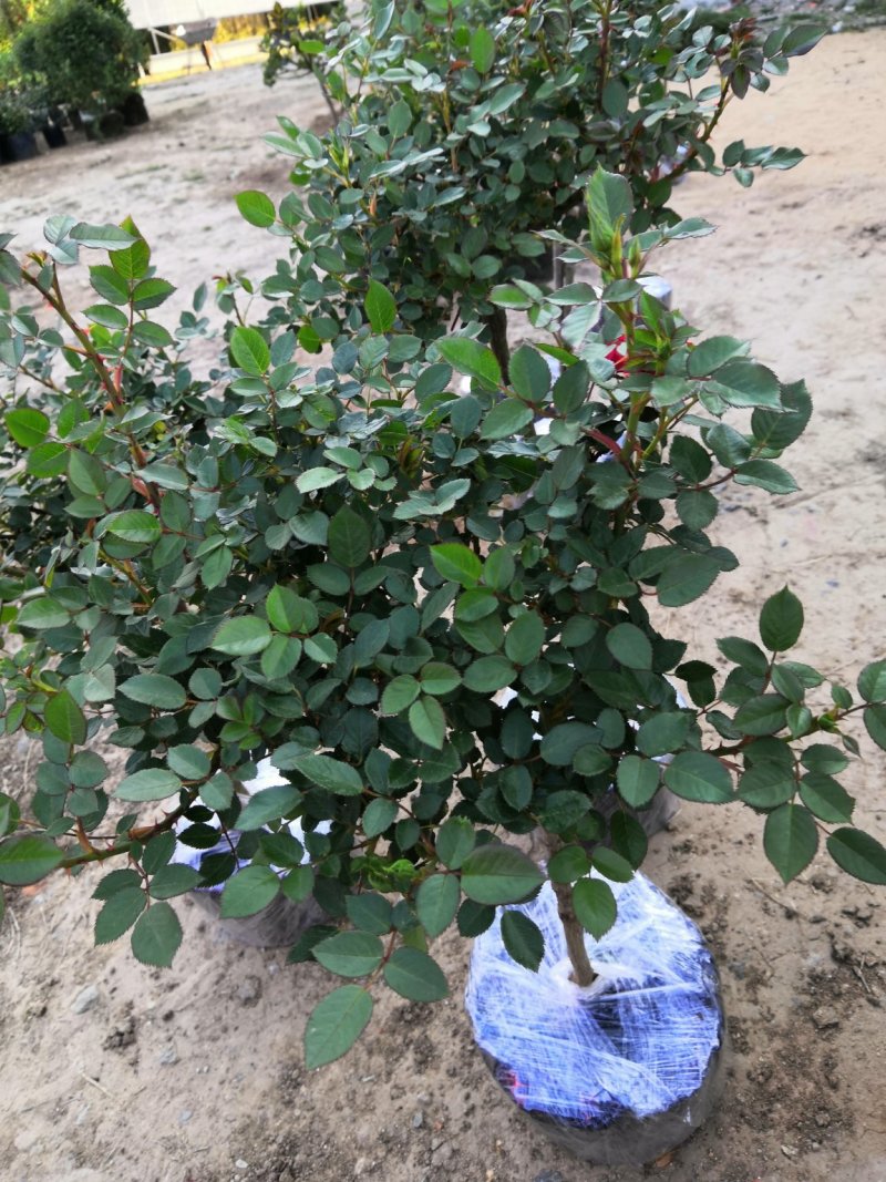 树桩月季多花月季蔷薇花，爬藤月季欧月
