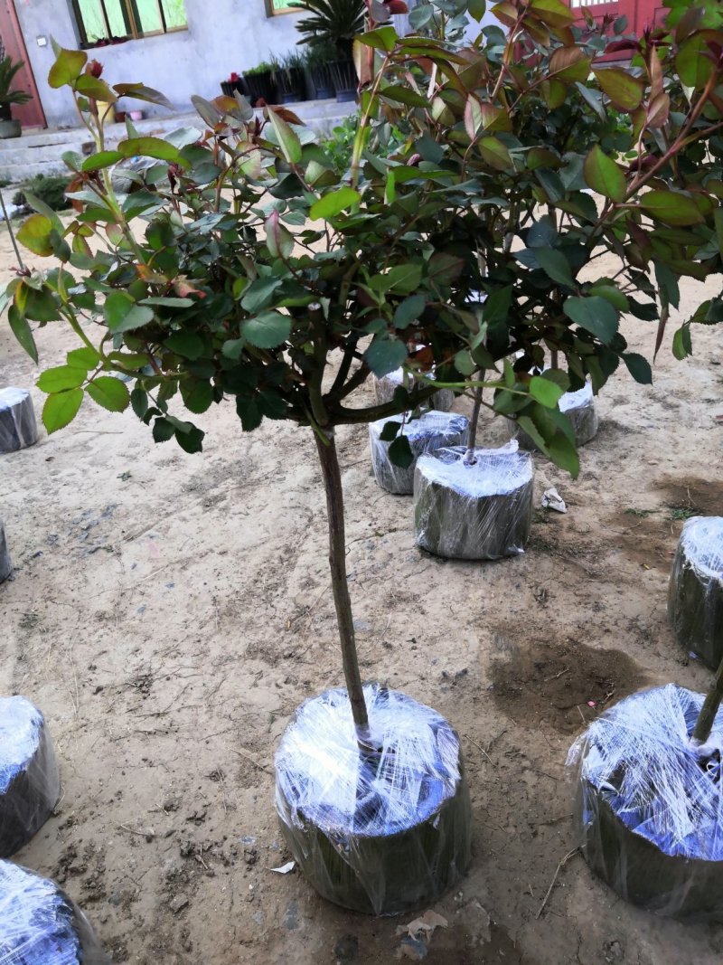 树桩月季多花月季蔷薇花，爬藤月季欧月