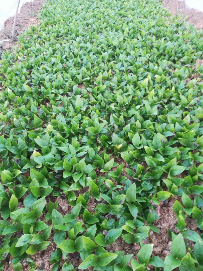 大量出售辛夷芽苗玉兰芽苗